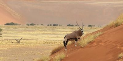 venison-gemsbok-2