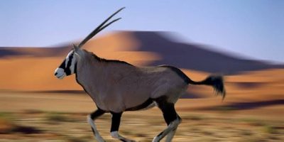 venison-gemsbok-running