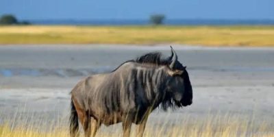 venison-wildebeest-1